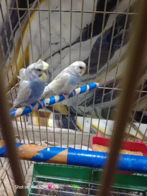 جوز طيور حب فحل هوجو روما ما شاء الله صحه ممتاز