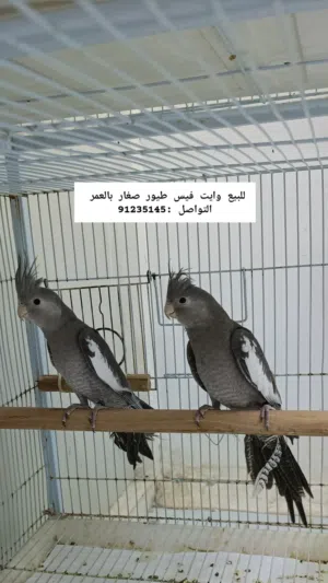 للبيع وايت فيس