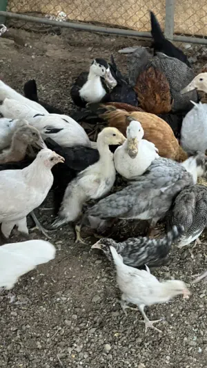 دجاج للبيع