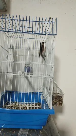 Birds0