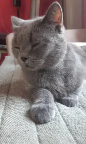 British Shorthair Blue Male