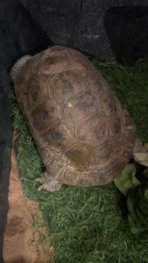 سلاحف بريه
