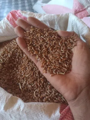 متواجد للبيع ضل انواع الحبوب قمح ميساني درجه اولى الكيس 5 امداد والمد 12مصرا الموقع في اليمن
