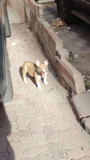 كلب أميريكان بولي مايكرو