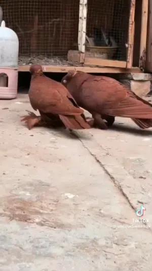 حمام الرغائب