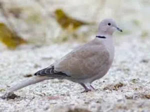 حمام عفاد للبيع