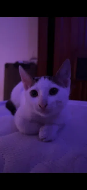 قطه للبيع مع جميع اغراضها