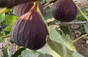 شتلات تين براون ياباني