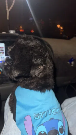 شيتزو نثيه لون نادر حجم اللصغير