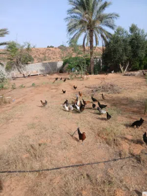 دجاج عربي العمر3اشهر ونصف السعر جمله 20د.ل العدد 70