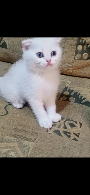 قط سكوتش فولد ذكر عمر شهرين للبيع