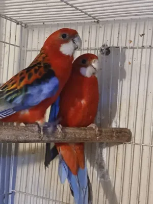 Rozila parrot pair