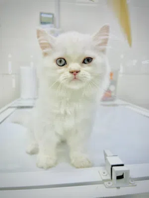 persian 2 months