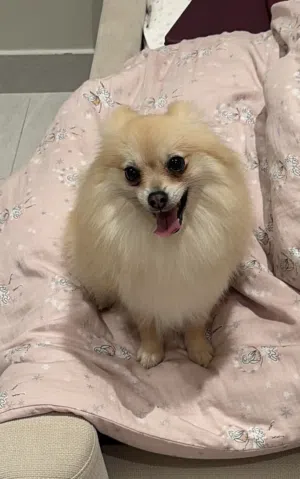 بوميرينيان ذهبي Pomeranian