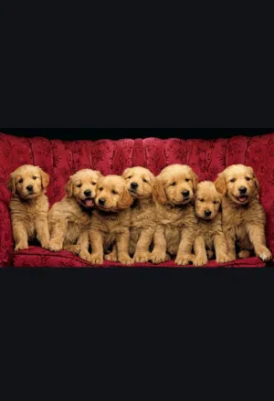 Golden Puppy, female, 40 days old