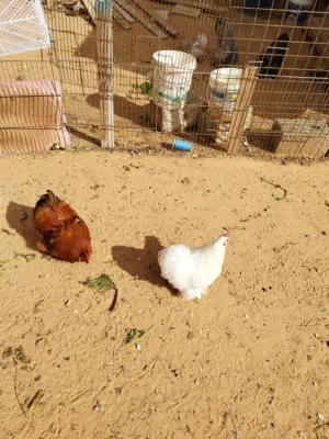 ديك استرالي للبيع