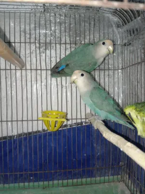 بسم الله ما شاء الله جوز تركواز عمر 11 شهر فراخ عمر 3 شهور فحل أخضر عمر 11 شهر حبات ماشاء الله تبارك