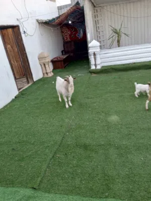 معز كردي للبيع