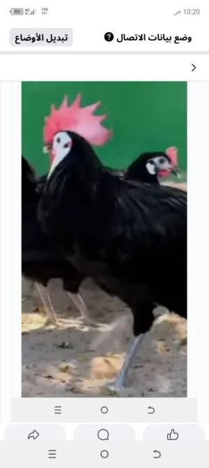 صوص مهرج الاسباني