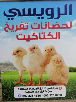 تخفيضات حضانات الرويسي لتفريخ الكتاكيت ( سمان. دجاج. نعام)
