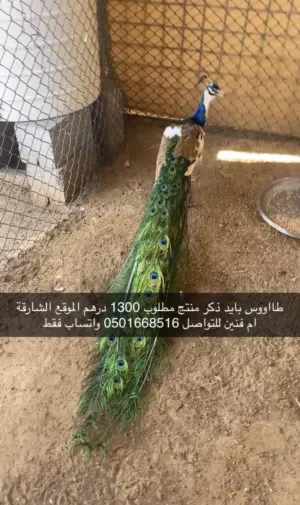 طاووس بايد ريش كامل ذكر منتج