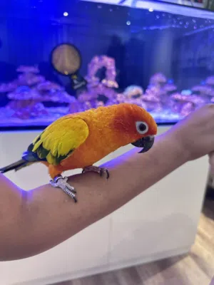 Parrot Continue