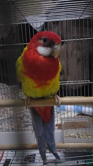 Rosella parrot