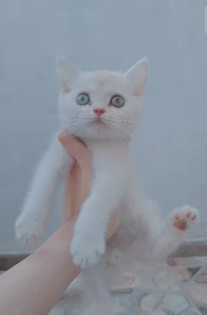 قط ذكر سكوتش ستريت