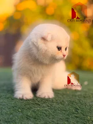 5 قطط سكوتشش