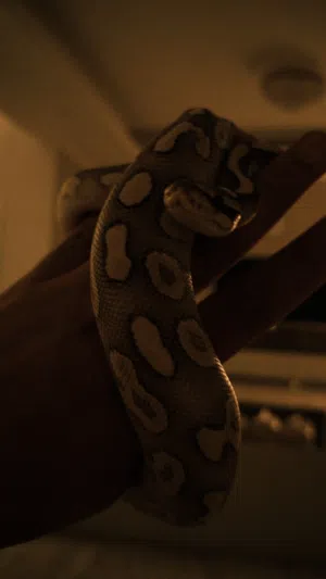 ثعبان Ball Python انثى خمس شهور مع القفص وكل شي