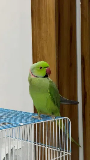 Green parrot