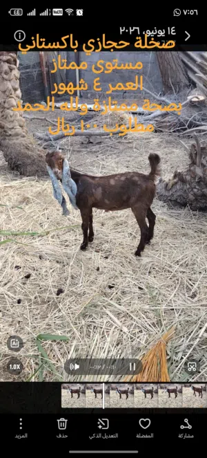 حلال هندي وباكستاني للبيع
