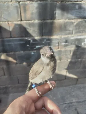 اقره الوصف