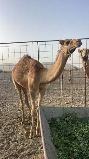 جعود فطيم سمين وراهي