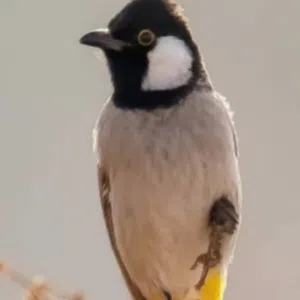 علي 