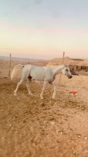 ‏خيل‏1