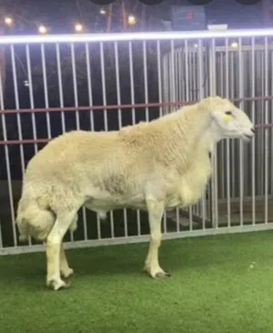 خروف حري اضحية ونعيمي