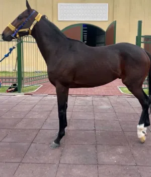 إعلان إيواء الخيل اسطبل متكامل بجميع ادواة التمارين المختلفه أسعار مناسبه للجميع