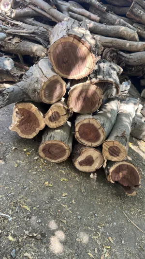 حطب سمر نظيف جاهز
