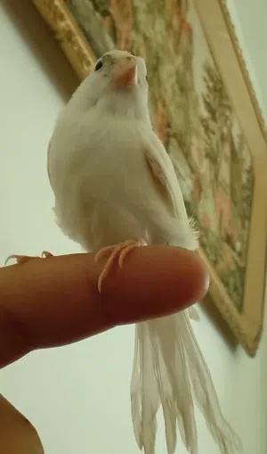 فرخ كنار اليف
