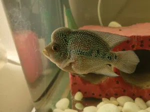 Flower horn fish
