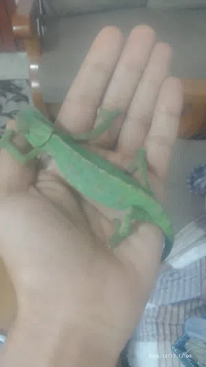 حيوان اليف ذو مواهب جميله