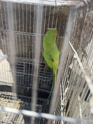 أنثى ببغاء ذره أفريقي ربي يبارك