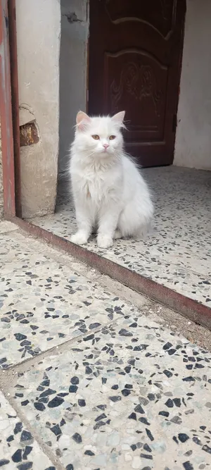 قطه شيرازي