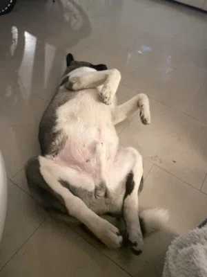 American Akita