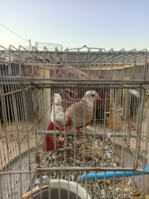 كوبيتان حمام ماسي