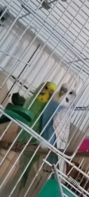 كوبيا ربي يبارك مكينه تدحي بالضمان اقرا وصف