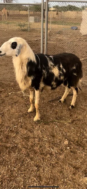 للبيع كبش فحل