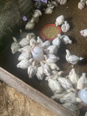 دجاج هندي ابيض لحم للبيع