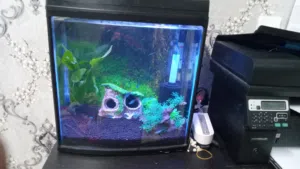 2 Aquarium Starter Kit - Light, Sponge Filter, Premium Soil & More!